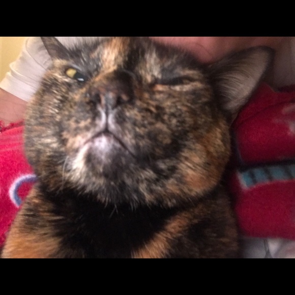 Meet your Posher, Jayden - Picture 1 of 1